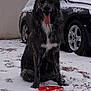 Maya a rejoint le concours — aidez-le/la à gagner de superbes lots ! dog, snow, frisbee, car, winter, outdoor, playful, tongue_out, animal, canine, pet, snowy_ground, trees, cloudy_sky, sitting, black_dog, white_patches, paw_prints, cold_weather, backyard