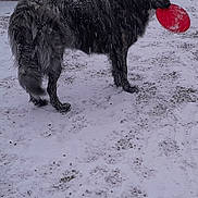 Maya a rejoint le concours — aidez-le/la à gagner de superbes lots ! dog, snow, frisbee, outdoor, winter, animal, pet, car, snowfall, play, fur, canine, gray, cold, daytime, vehicle, snow_covered, standing, nature, snowy_ground