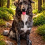 Maya a rejoint le concours — aidez-le/la à gagner de superbes lots ! dog, animal, forest, nature, outdoor, path, greenery, sunlight, mammal, canine, pet, happy, tongue_out, sitting, fur, tree, leaves, woods, daylight, trail