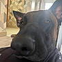 dog, close_up, indoor, tile_floor, wallpaper, brown_dog, black_dog, dog_face, dog_nose, ears, light, window, pattern, background, close, pet, animal, portrait, canine, floor