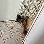 dog, tile_floor, door, wall_pattern, indoor, relaxed, brown_dog, pet, animal, floor, lying_down, paw, ear, snout, canine, household, corner, cardboard_tube, playful, resting