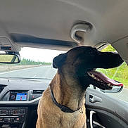 Newton participe au concours pour gagner de l'argent avec cette photo : dog, car, vehicle_interior, tongue_out, happy, pet, road, window, seat, collar, dashboard, side_mirror, human_hand, travel, daytime, animal, transportation, front_seat, nature, road_trip