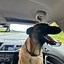dog, car, vehicle_interior, tongue_out, happy, pet, road, window, seat, collar, dashboard, side_mirror, human_hand, travel, daytime, animal, transportation, front_seat, nature, road_trip