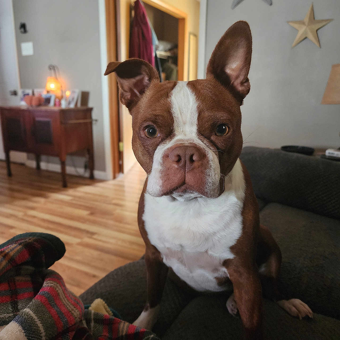 Harley