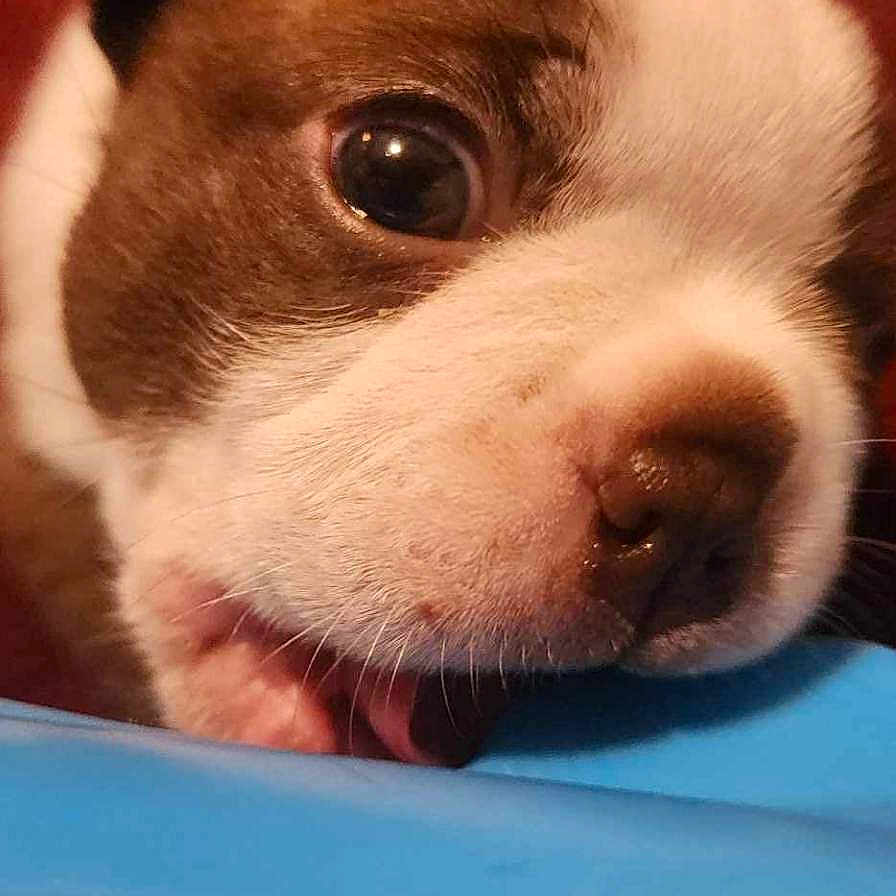 Ellie is registered to the contest to win money with this photo: animal, beagle, bostonbull, boxer, bulldog, canine, chihuahua, dog, frenchbulldog, hound, husky, labradorretriever, person, pet, pitbull, pointer, puppy, sleeping, snout, whitedog