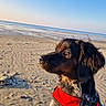 Astella participe au concours pour gagner de l'argent avec cette photo : dog, beach, sand, ocean, harness, sunlight, outdoor, canine, sea, sky, nature, pet, animal, daylight, calm, water, portrait, muzzle, fur, side_view