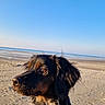 Astella participe au concours pour gagner de l'argent avec cette photo : dog, beach, sand, ocean, sky, sunlight, harness, outdoor, pet, canine, leash, nature, sea, animal, portrait, daylight, closeup, fur, blue_sky, vacation