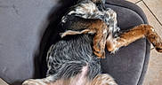 Astella a rejoint le concours — aidez-le/la à gagner de superbes lots ! dog, lying_down, upside_down, chair, gray_chair, tile_floor, indoor, pet, canine, relaxed, curious, black_and_brown, fur, animal, paw, ears, nose, whiskers, looking, resting