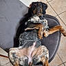 dog, lying_down, upside_down, chair, gray_chair, tile_floor, indoor, pet, canine, relaxed, curious, black_and_brown, fur, animal, paw, ears, nose, whiskers, looking, resting