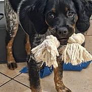 Astella participe au concours pour gagner de l'argent avec cette photo : dog, puppy, toy, rope_toy, black_fur, brown_fur, playful, indoor, tile_floor, pet, animal, cute, young_dog, ears, face, floor, looking, standing, mouth, pet_toy