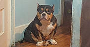 Buddy joined the competition — help win amazing prizes! dog, bulldog, sitting, indoors, hallway, doorway, wooden_floor, blue_wall, home, portrait, pet, animal, black_and_tan, white_chest, white_paws, short_fur, serious_expression, blanket, foreground, cozy