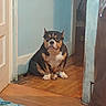 dog, bulldog, sitting, indoors, hallway, doorway, wooden_floor, blue_wall, home, portrait, pet, animal, black_and_tan, white_chest, white_paws, short_fur, serious_expression, blanket, foreground, cozy
