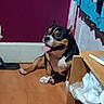 Buddy joined the competition — help win amazing prizes! dog, puppy, tricolor, black_and_tan, white markings, sitting, panting, tongue_out, indoors, wooden_floor, room, furniture, desk, chair, clothing, laundry, wall, pet, companion_animal, portrait
