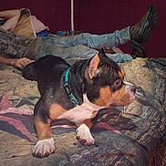 Buddy is registered to the contest to win money with this photo: dog, pet, canine, tri_color, short_hair, collar, blue_collar, lying_down, bed, bedroom, blanket, bedding, human, legs, jeans, boots, indoor, home, portrait, relaxed
