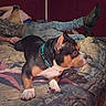 dog, pet, canine, tri_color, short_hair, collar, blue_collar, lying_down, bed, bedroom, blanket, bedding, human, legs, jeans, boots, indoor, home, portrait, relaxed