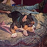 Buddy is registered to the contest to win money with this photo: dog, puppy, sleeping, lying_down, black_and_brown, white_paws, short_hair, collar, pet, animal, bed, bedroom, blanket, bedding, person, legs, indoor, cozy, portrait, relaxed