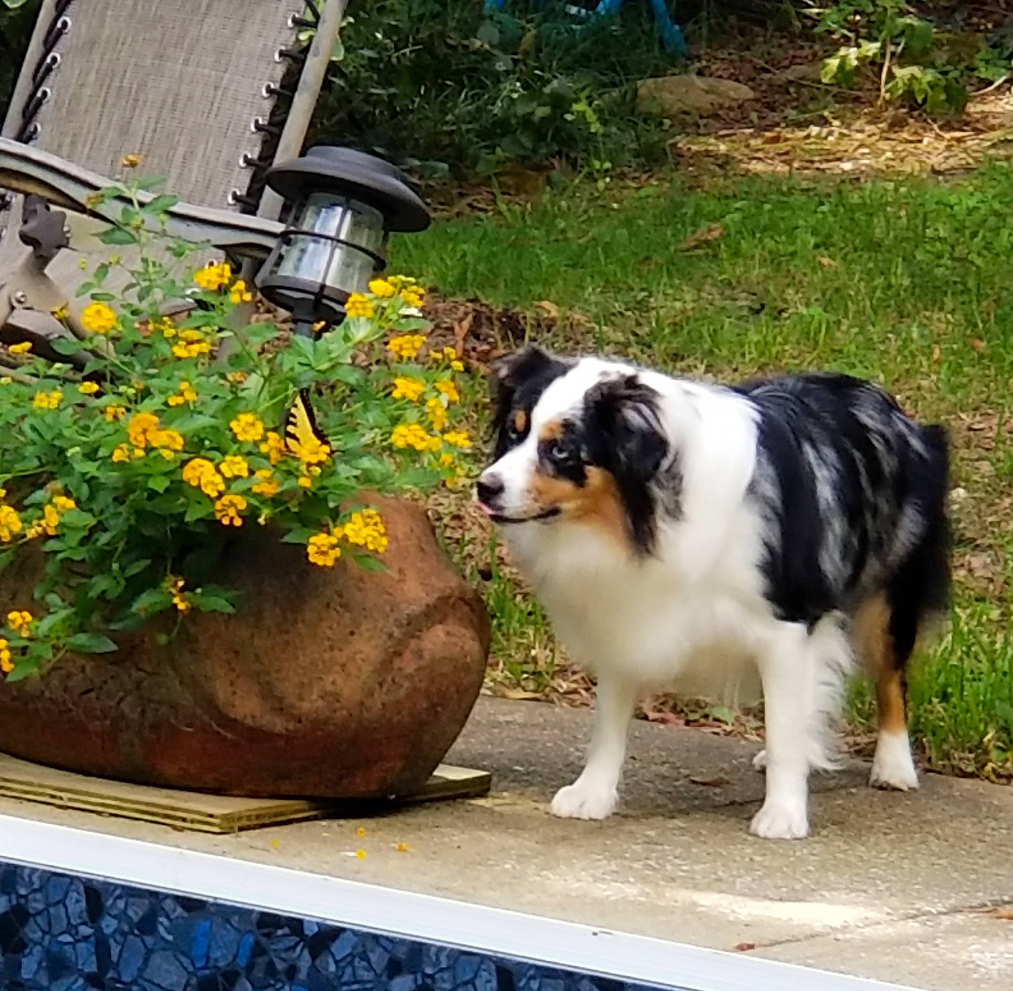 Deliah joined the competition — help win amazing prizes! annual_plant, canidae, carnivore, companion_dog, dog, dog_breed, floral_design, flower, flowering_plant, flowerpot, fur, grass, herding_dog, houseplant, landscape, plant, shrub, sporting_group, terrestrial_animal, working_dog