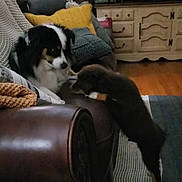 Deliah And Maverick joined the competition — help win amazing prizes! animal, cabinet, clock, cozy, curious, cushion, dog, furniture, gray_pillow, home, indoor, knitted_blanket, leather_armchair, living_room, pet, playful, puppy, rug, wooden_floor, yellow_pillow