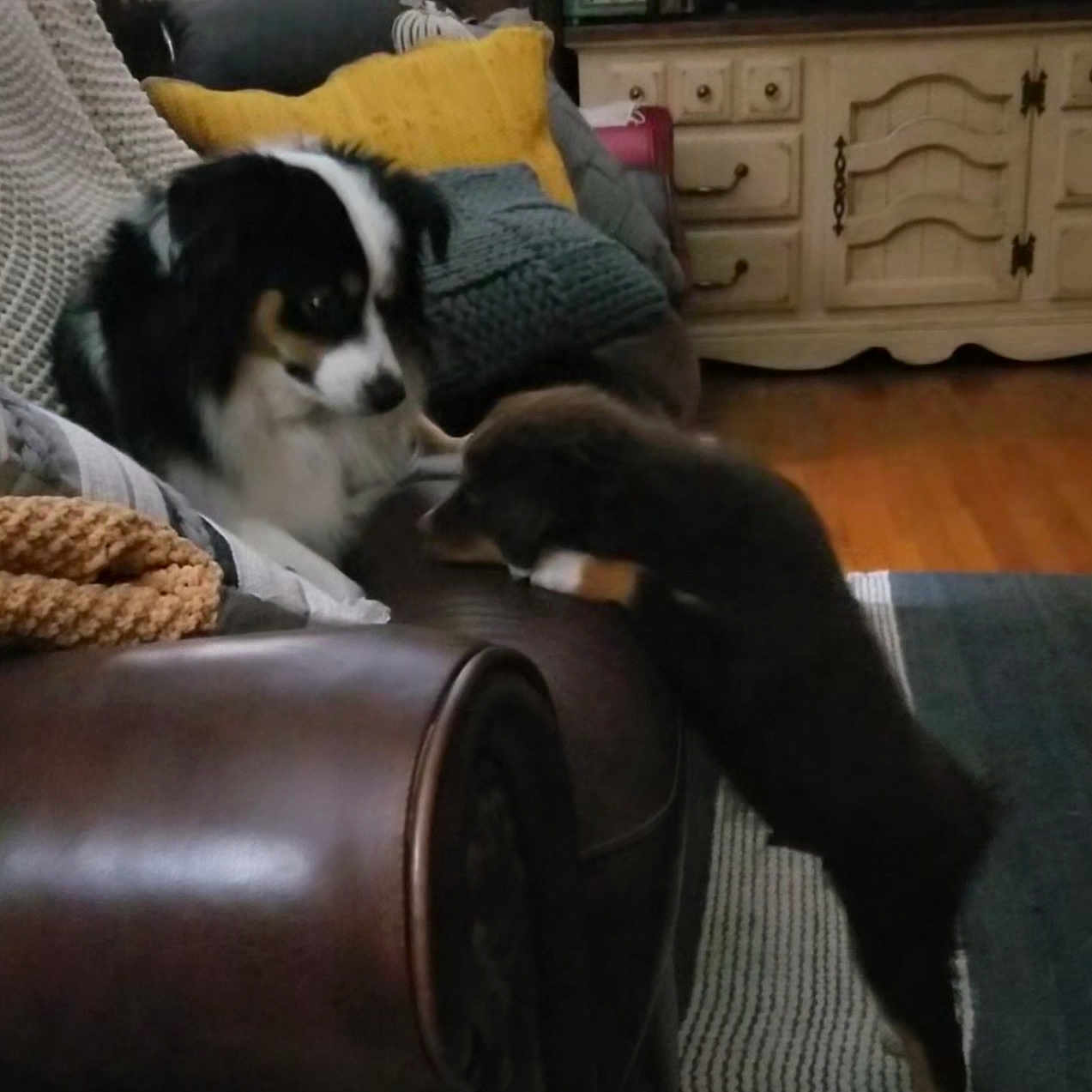 Deliah And Maverick joined the competition — help win amazing prizes! animal, cabinet, clock, cozy, curious, cushion, dog, furniture, gray_pillow, home, indoor, knitted_blanket, leather_armchair, living_room, pet, playful, puppy, rug, wooden_floor, yellow_pillow