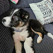 Boab is registered to the contest to win money with this photo: animal, black_fur, blurred, brown_fur, collar, couch, cozy, cute, dog, fur, furniture, indoor, living_room, pet, pillow, puppy, relaxing, resting, white_paw, young_dog