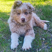 Billy participe au concours pour gagner de l'argent avec cette photo : puppy, dog, grass, outdoor, nature, animal, pet, fur, cute, young, canine, laying, greenery, eyes, nose, paws, relaxing, sunlight, field, adorable