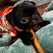Cricket is registered to the contest to win money with this photo: puppy, dog, black_dog, chewing, toy, blanket, couch, colorful_sweater, pet, indoor, cozy, paw, close_up, playful, animal, furniture, snack, young_dog, cute, companion
