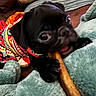 puppy, dog, black_dog, chewing, toy, blanket, couch, colorful_sweater, pet, indoor, cozy, paw, close_up, playful, animal, furniture, snack, young_dog, cute, companion