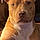 Ziggy