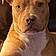 Ziggy