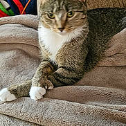 Mitts joined the competition — help win amazing prizes! cat, tabby, animal, pet, feline, indoors, blanket, couch, cozy, relaxed, paws, fur, ears, whiskers, household, soft, resting, comfort, domestic, cute