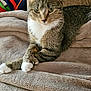 cat, tabby, animal, pet, feline, indoors, blanket, couch, cozy, relaxed, paws, fur, ears, whiskers, household, soft, resting, comfort, domestic, cute