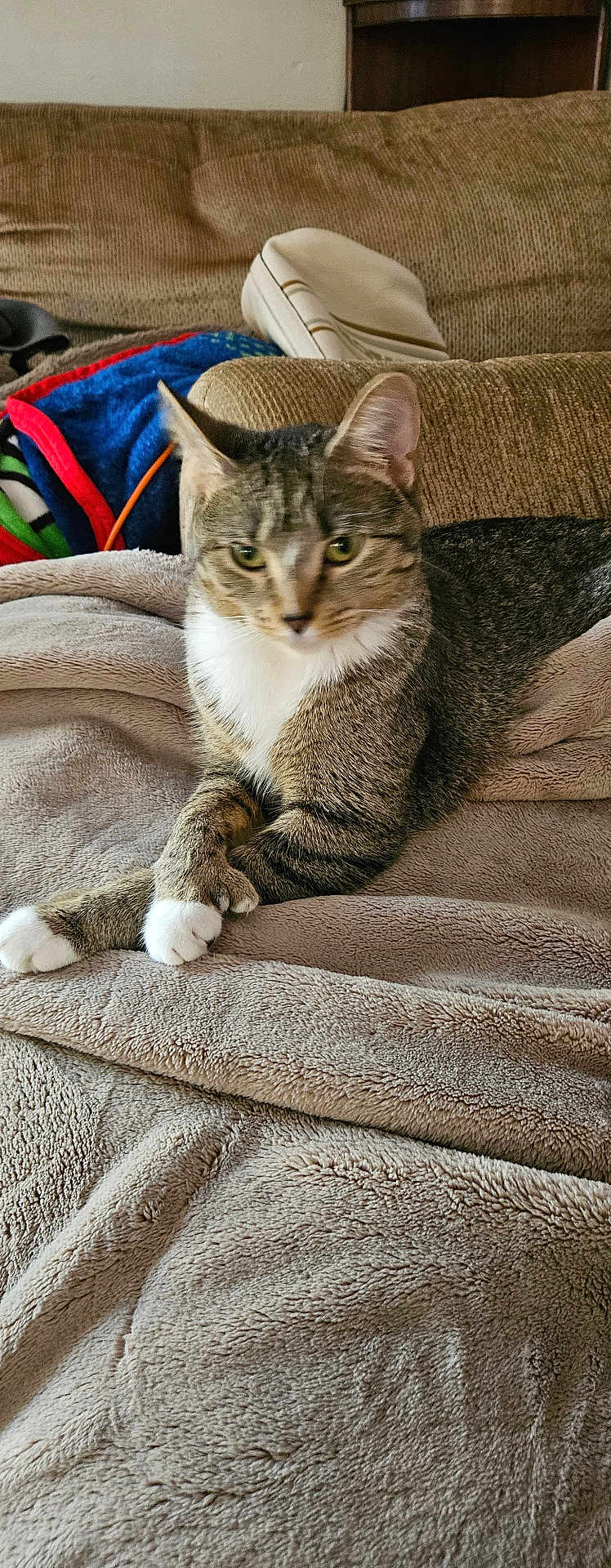 Mitts joined the competition — help win amazing prizes! cat, tabby, animal, pet, feline, indoors, blanket, couch, cozy, relaxed, paws, fur, ears, whiskers, household, soft, resting, comfort, domestic, cute