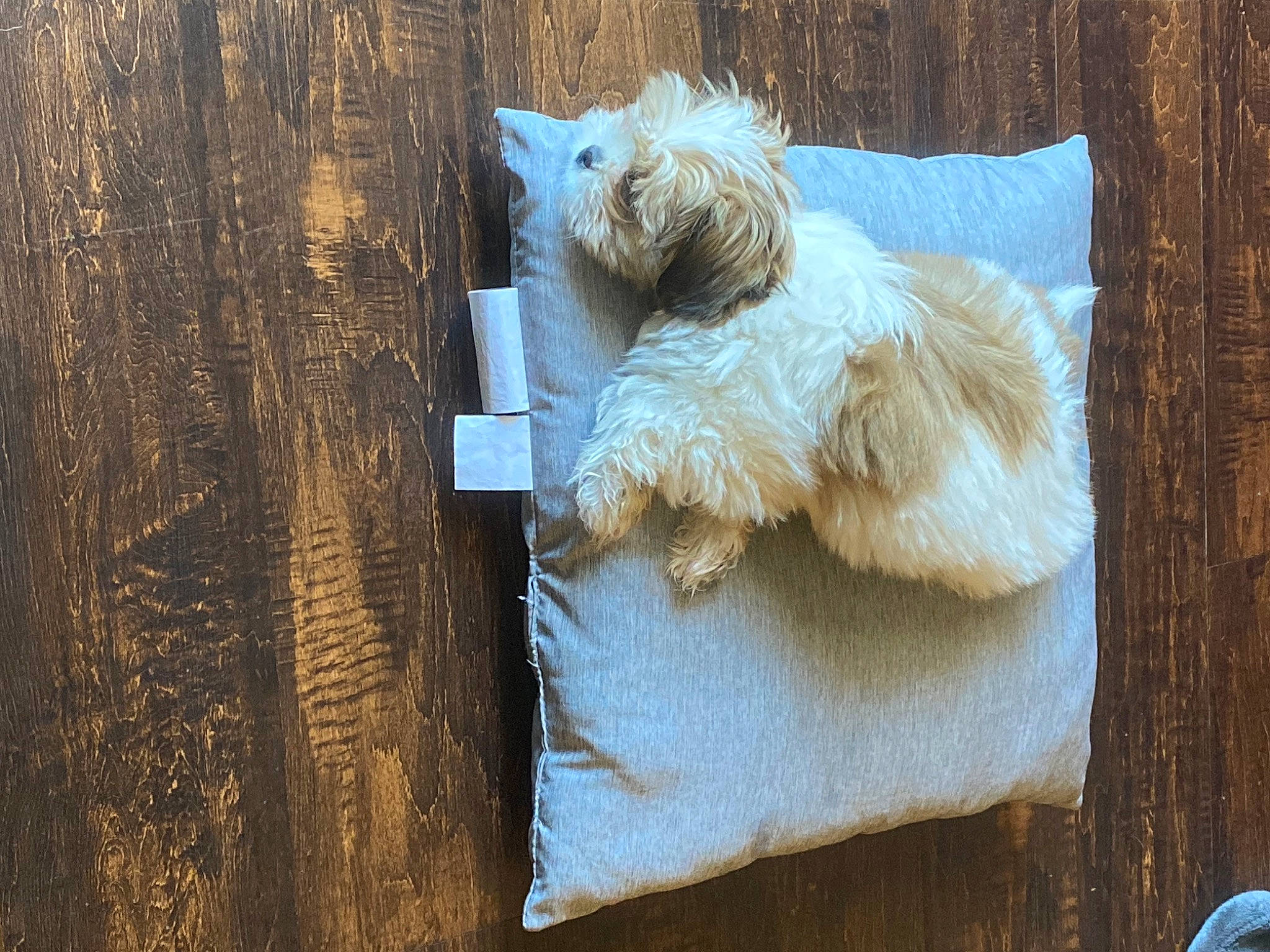 Tobi joined the competition — help win amazing prizes! canidae, carnivore, companion_dog, dog, dog_breed, fawn, felidae, fur, rectangle, small_terrier, small_to_medium_sized_cats, snout, sporting_group, tail, terrestrial_animal, terrier, toy_dog, trunk, wood, working_animal