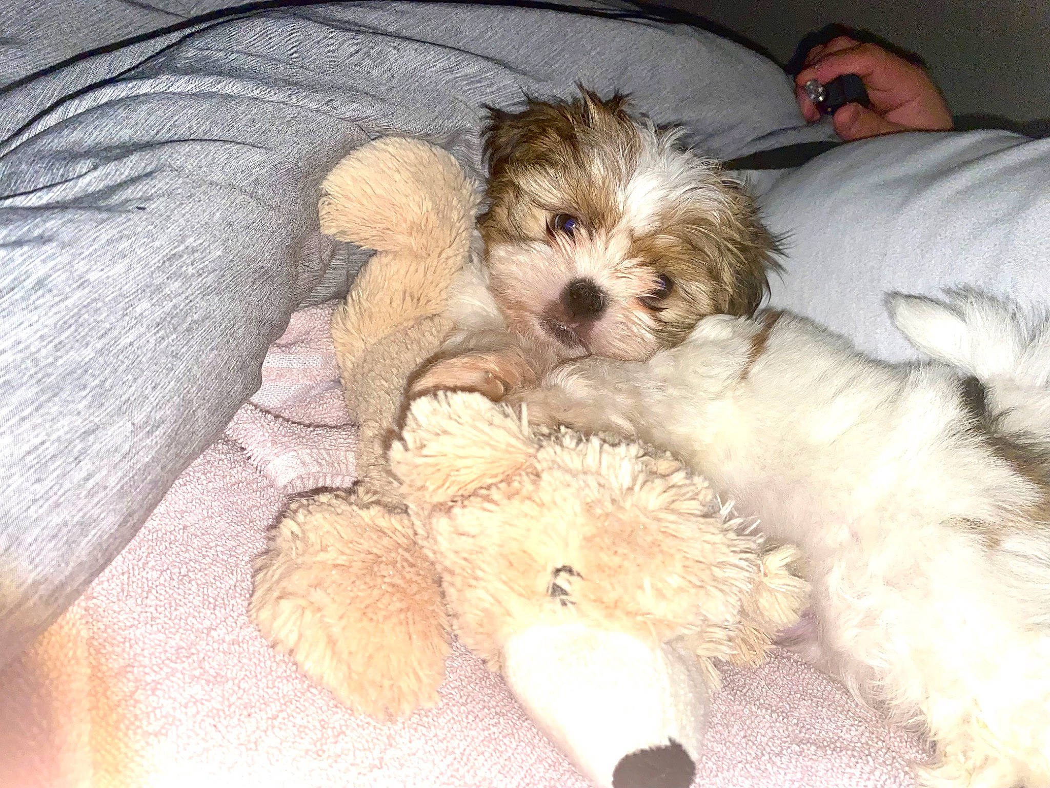 Tobi is registered to the contest to win money with this photo: canidae, carnivore, comfort, companion_dog, dog, dog_breed, dog_supply, fawn, fur, liver, mammal, pet_supply, shih_poo, small_terrier, snout, sporting_group, terrier, toy, toy_dog, working_animal