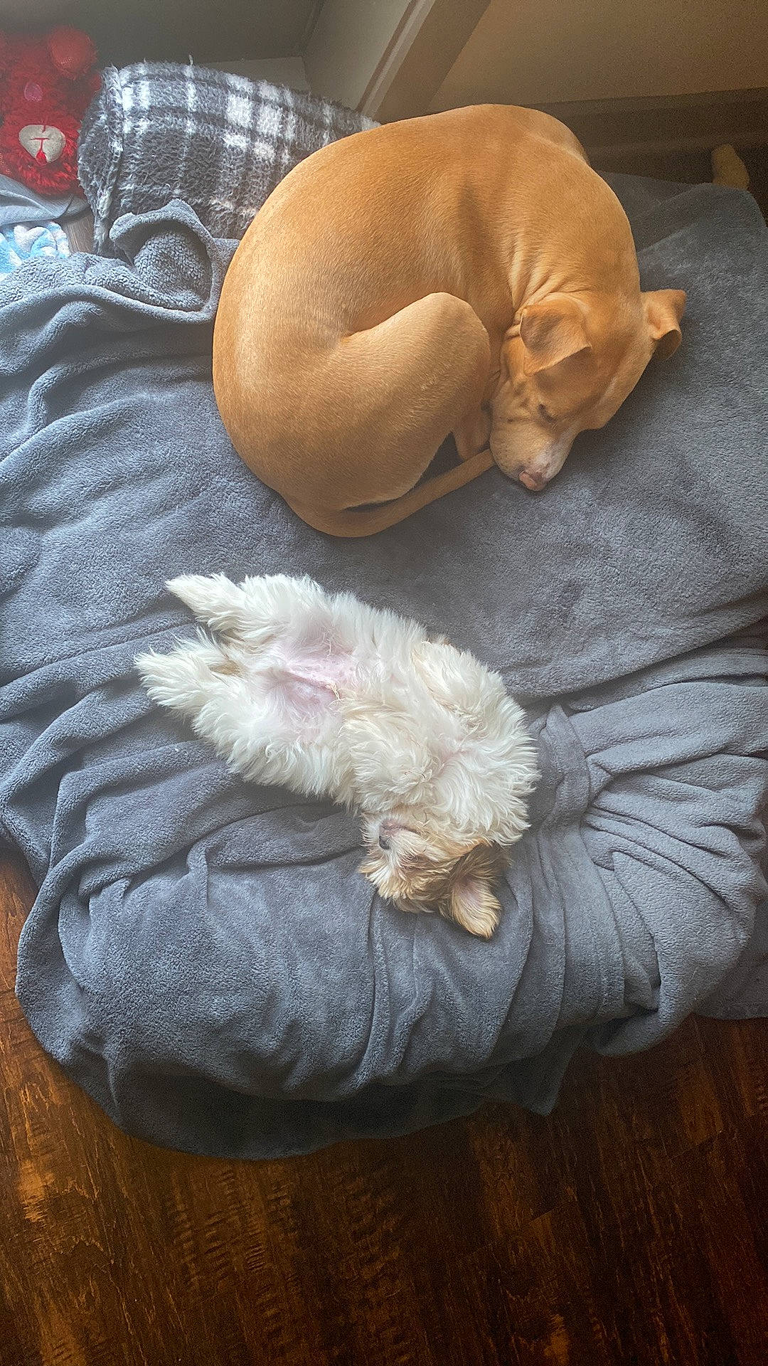 Tobi is registered to the contest to win money with this photo: canidae, carnivore, comfort, companion_dog, dog, dog_breed, fawn, felidae, fur, hardwood, linens, nap, paw, small_to_medium_sized_cats, sporting_group, tail, toy, toy_dog, wood, working_animal