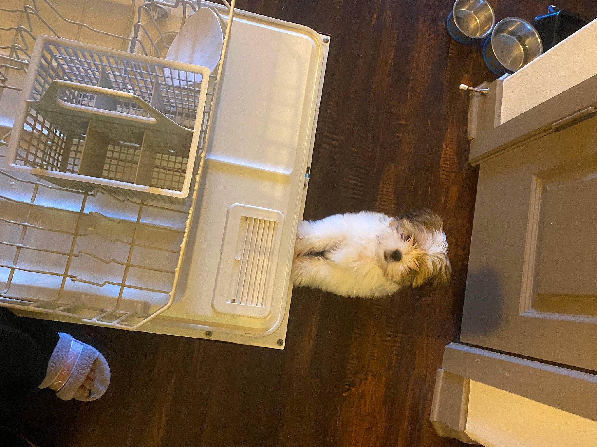 Tobi is registered to the contest to win money with this photo: animal_shelter, cage, canidae, carnivore, companion_dog, dishwasher, dog_breed, felidae, flooring, fur, gas, hardwood, machine, mesh, pet_supply, room, small_to_medium_sized_cats, space, sporting_group, wood