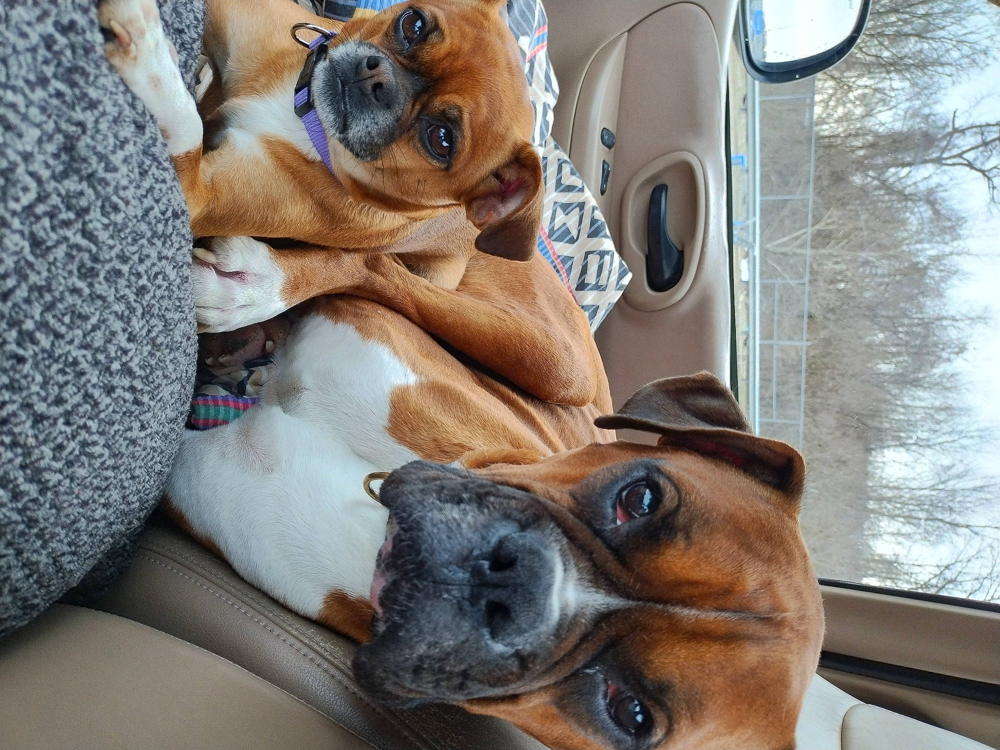 Maggie May joined the competition — help win amazing prizes! automotive_mirror, canidae, car, carnivore, collar, comfort, companion_dog, dog, dog_breed, eyewear, fawn, fur, snout, sporting_group, sunglasses, vehicle, vehicle_door, whiskers, window, working_animal