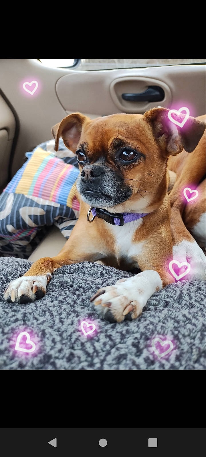 Maggie May is registered to the contest to win money with this photo: carnivore, comfort, companion_dog, dog, dog_breed, dog_supply, fawn, flooring, fur, magenta, paw, photography, pink, snout, sporting_group, terrestrial_animal, toy_dog, whiskers, working_animal, wrinkle