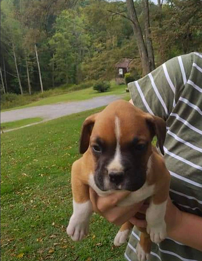 Kash Money is registered to the contest to win money with this photo: boxer, canidae, carnivore, chair, companion_dog, dog, dog_breed, fawn, grass, house, non_sporting_group, plant, snout, sporting_group, tree, working_animal, working_dog