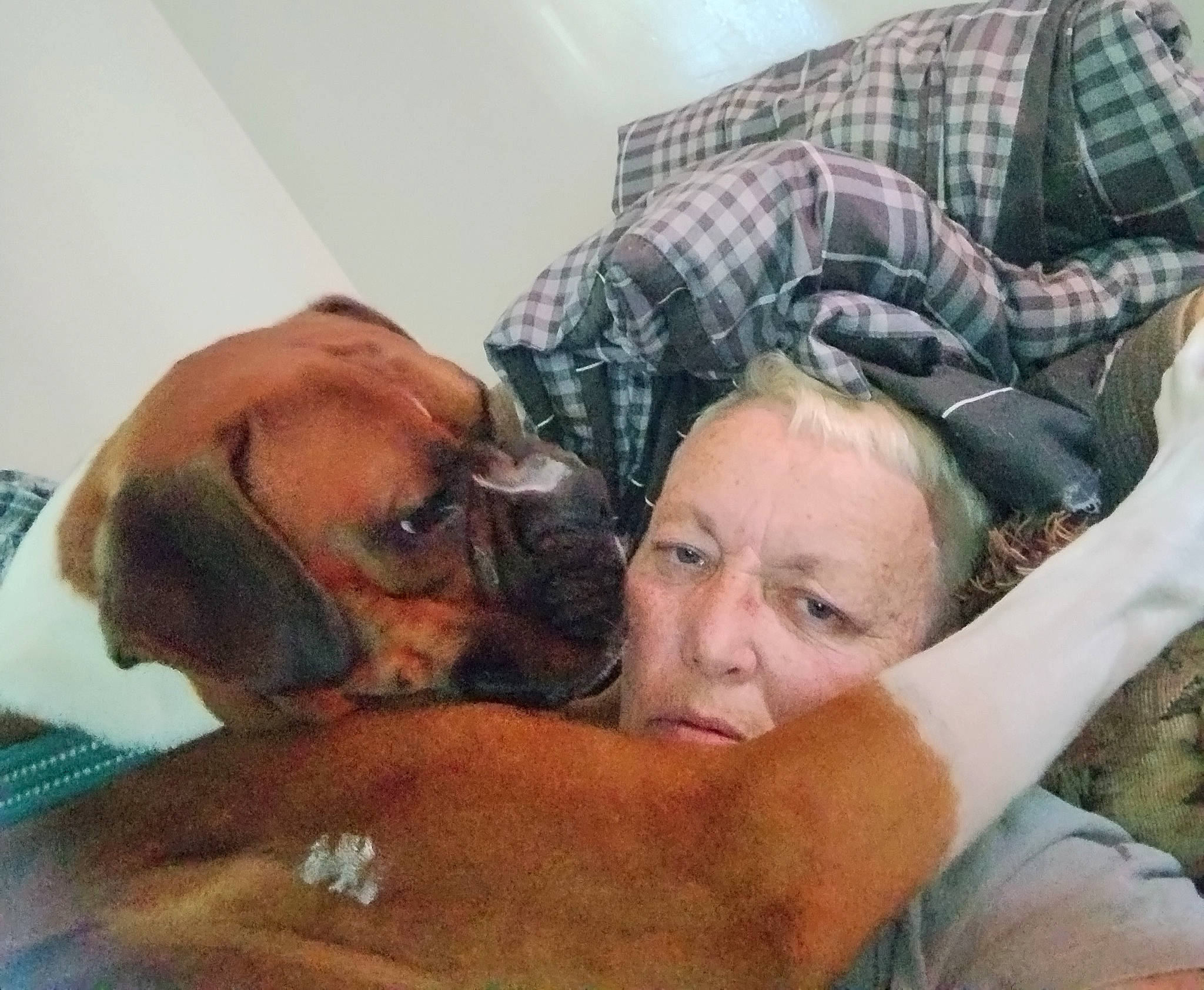 Kash is registered to the contest to win money with this photo: abdomen, barechested, beard, carnivore, chest, comfort, companion_dog, dog, dog_breed, ear, elbow, fawn, gesture, happy, muscle, plaid, sitting, tartan, trunk, wrinkle