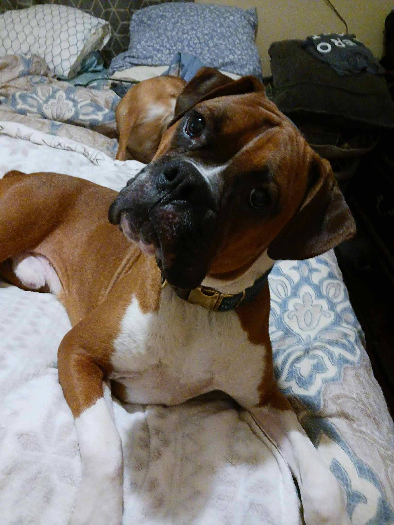 Kash joined the competition — help win amazing prizes! brown, canidae, carnivore, collar, comfort, companion_dog, dog, dog_breed, dog_collar, dog_supply, fawn, fur, liver, pet_supply, scent_hound, snout, sporting_group, whiskers, working_animal, working_dog