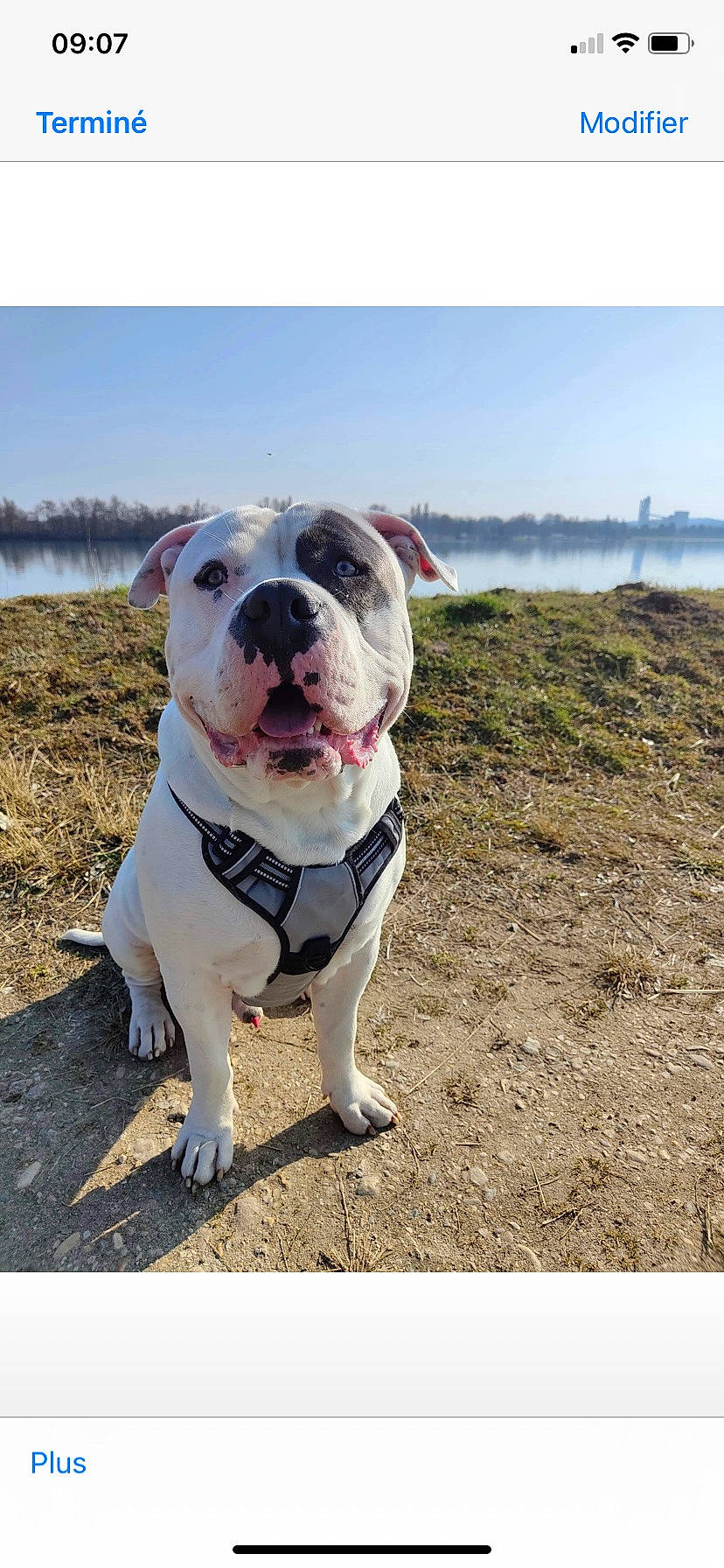 Nano participe au concours pour gagner de l'argent avec cette photo : bulldog, canidae, carnivore, collar, companion_dog, dog, dog_breed, dog_collar, dorset_olde_tyme_bulldogge, fawn, grass, landscape, molosser, non_sporting_group, sky, snout, soil, sporting_group, water, working_dog