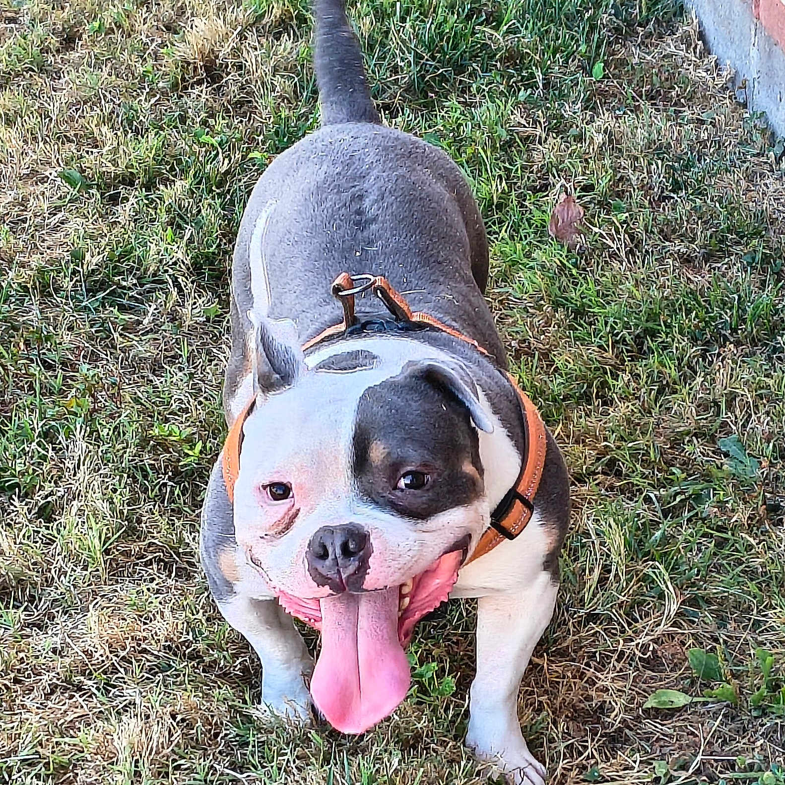 Klause joined the competition — help win amazing prizes! animal, black_and_white, brick_wall, canine, companion, cute, daylight, dog, friendly, grass, happy, harness, mammal, outdoor, panting, pet, playful, sidewalk, summer, tongue_out