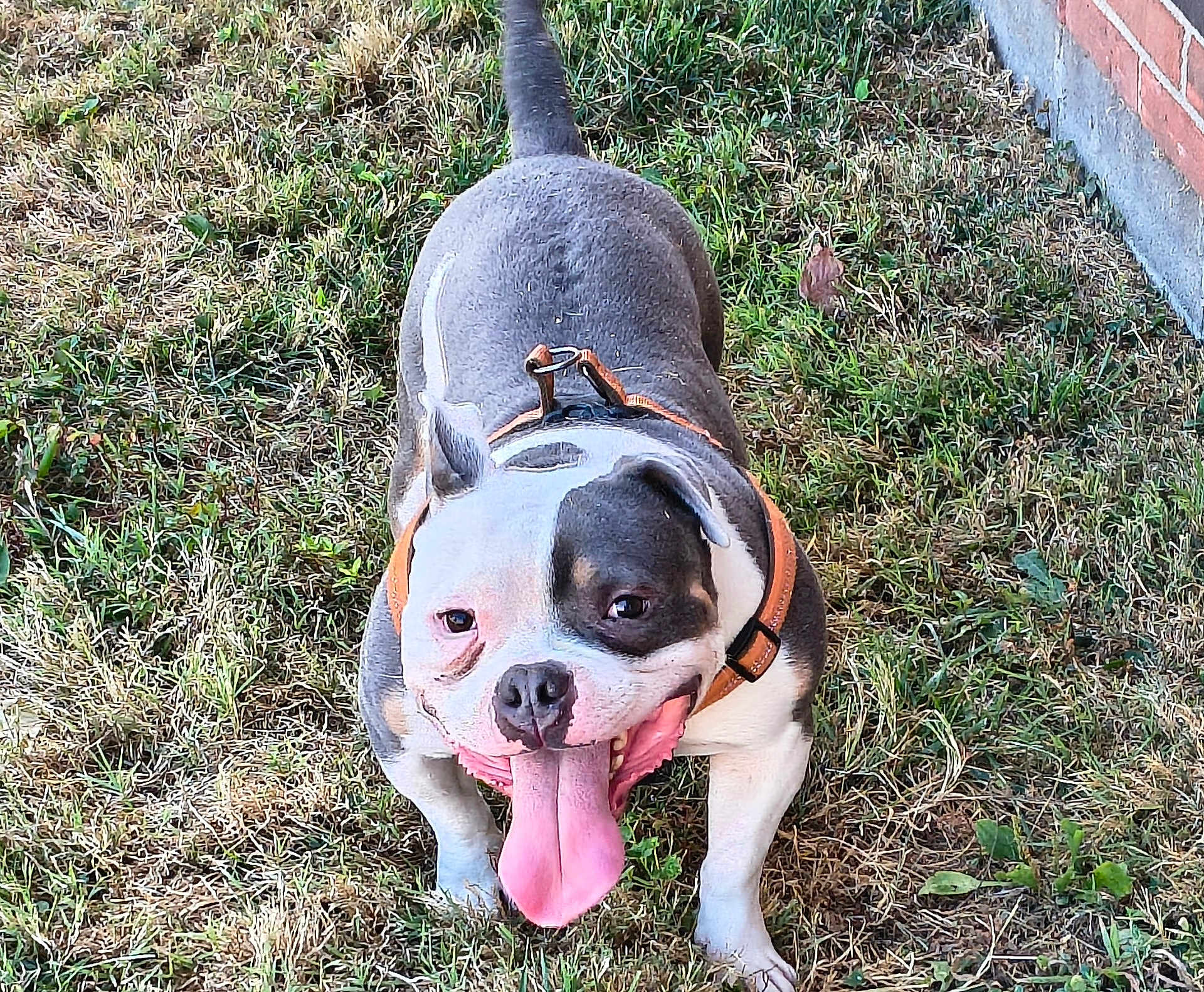 Klause joined the competition — help win amazing prizes! dog, panting, grass, outdoor, pet, happy, tongue_out, canine, black_and_white, harness, playful, animal, mammal, sidewalk, brick_wall, summer, daylight, friendly, cute, companion