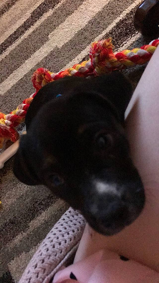 Fergus joined the competition — help win amazing prizes! canidae, carnivore, collar, companion_dog, dog, dog_breed, dog_collar, fawn, flooring, fur, liver, pet_supply, road_surface, snout, spaniel, sporting_group, tar, vertebrate, whiskers, working_animal