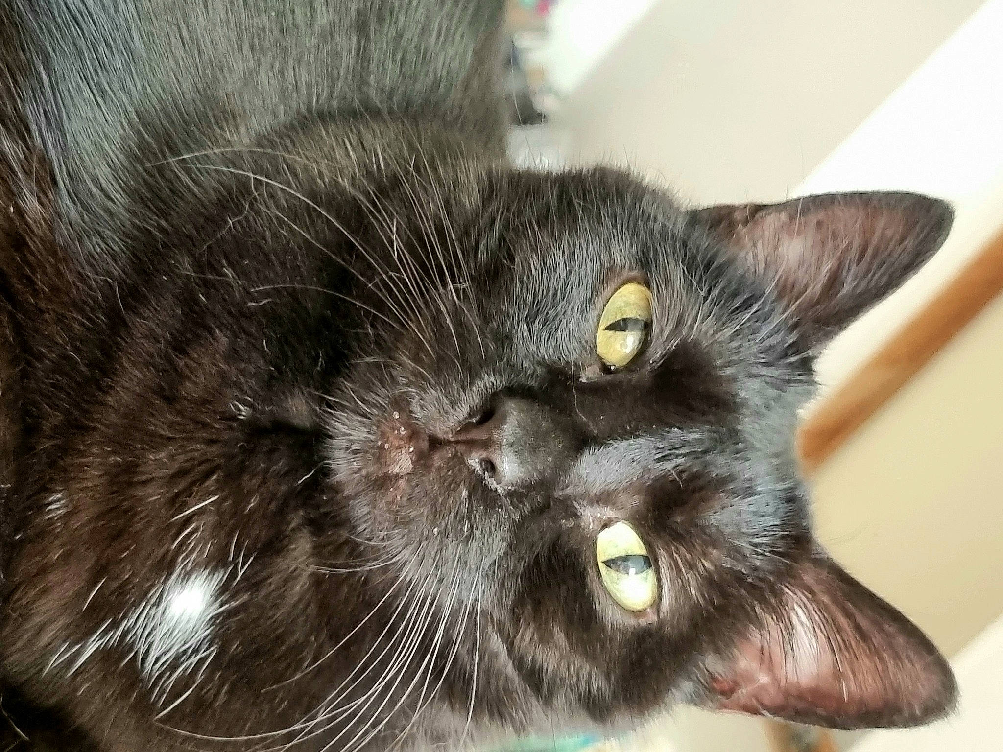 Reglisse a rejoint le concours — aidez-le/la à gagner de superbes lots ! black_cat, carnivore, cat, domestic_short_haired_cat, felidae, fur, small_to_medium_sized_cats, snout, terrestrial_animal, whiskers