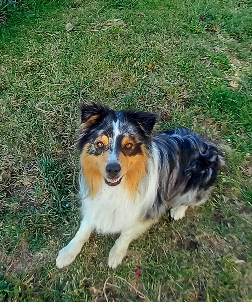 Ryder