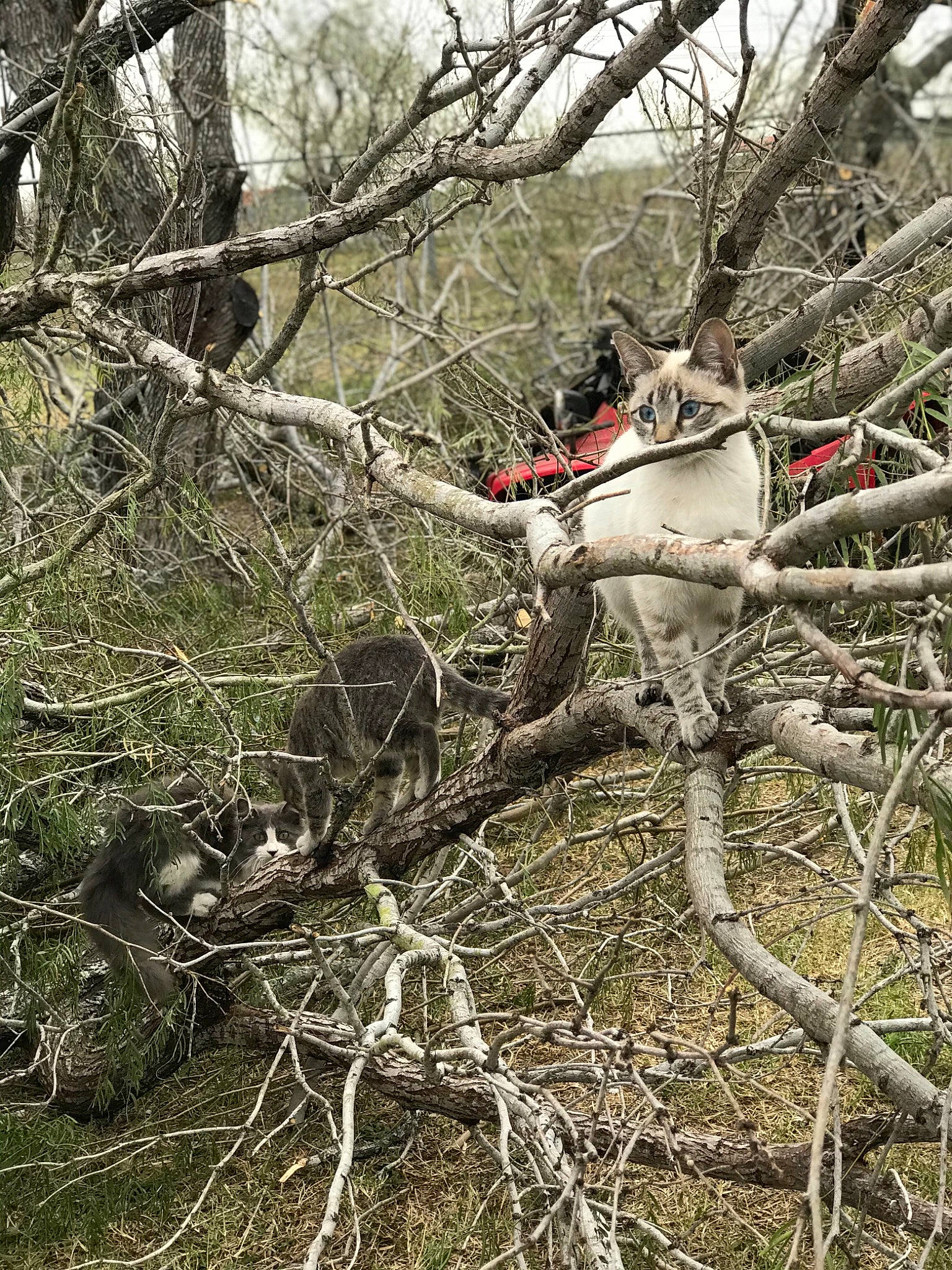 Franky joined the competition — help win amazing prizes! branch, forest, plant, tree, trunk, twig, wildlife, woody_plant