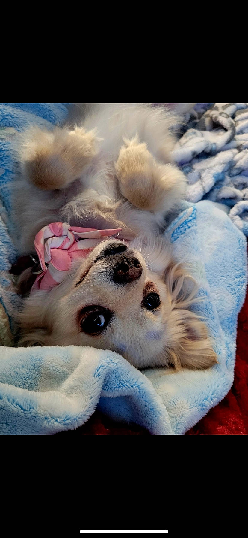 Monarch joined the competition — help win amazing prizes! carnivore, comfort, companion_dog, dog, dog_breed, fawn, felidae, fur, linens, mammal, nap, paw, puppy_love, samoyed, small_to_medium_sized_cats, snout, spitz, toy_dog, whiskers, winter