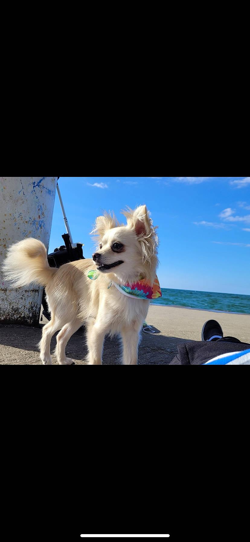 Monarch joined the competition — help win amazing prizes! canidae, carnivore, cloud, collar, companion_dog, dog, dog_breed, dog_collar, dog_supply, electric_blue, eyewear, fawn, lake, pet_supply, sky, sporting_group, tail, toy_dog, water, working_animal